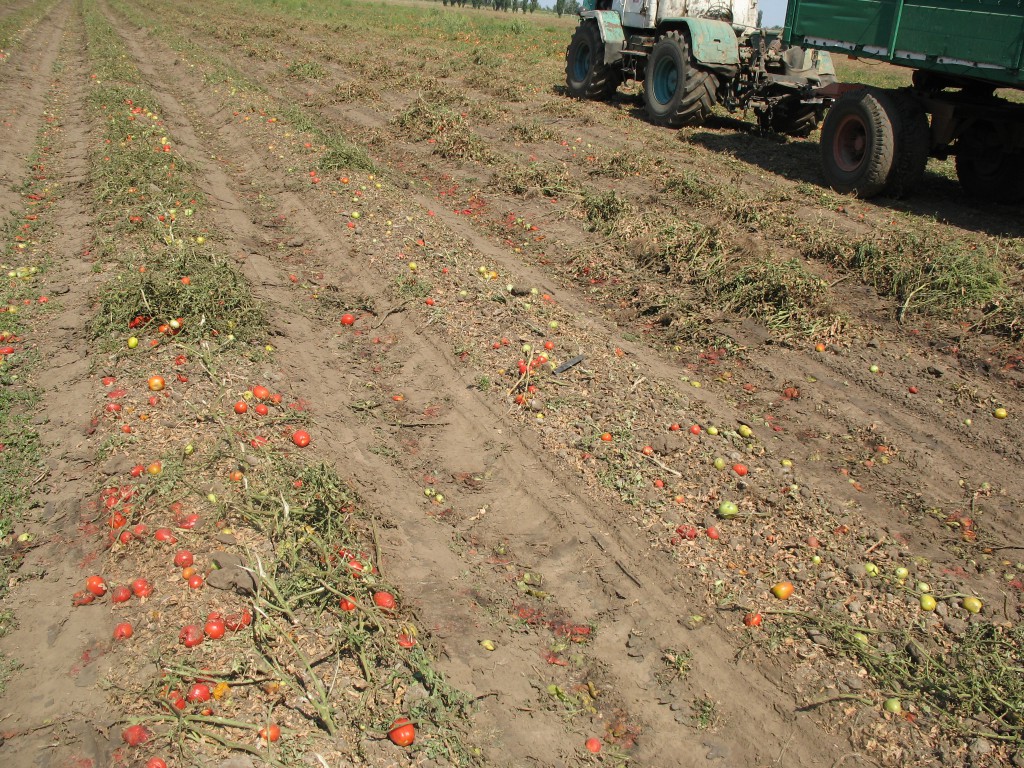 После уборки томатов комбайном