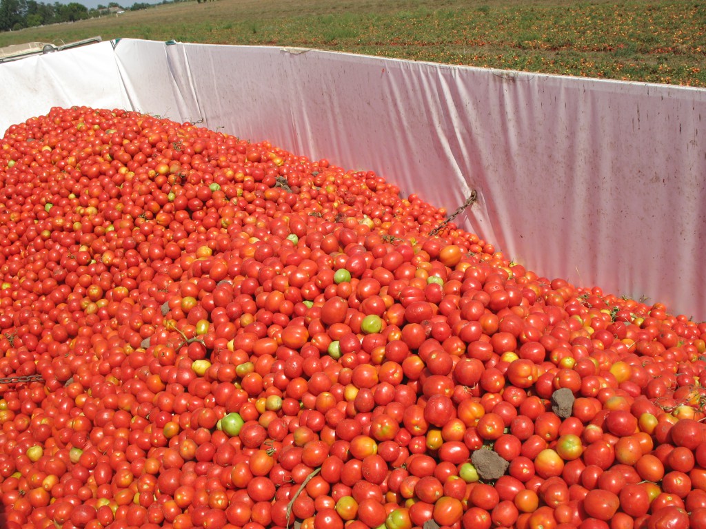 Убранные томаты с землёй